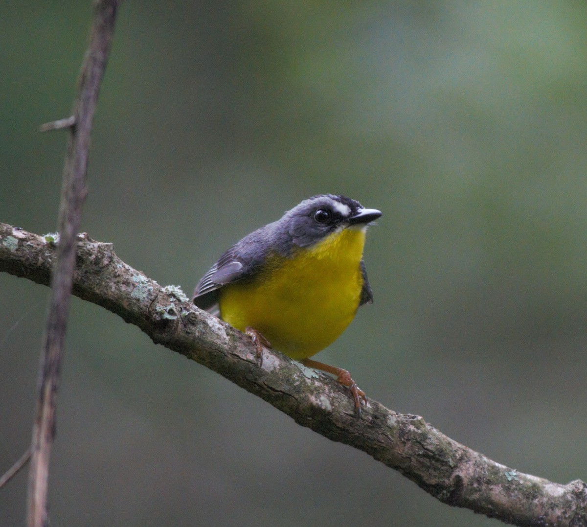 Gray-and-gold Warbler - ML615852356