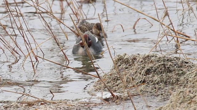 Green-winged Teal - ML615852572