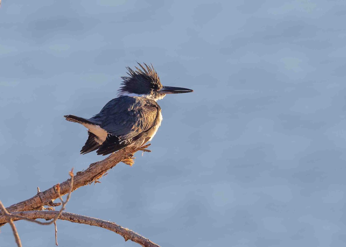 Belted Kingfisher - ML615852666