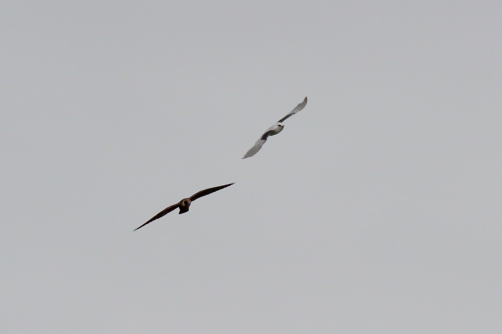 Black-shouldered Kite - ML615852669