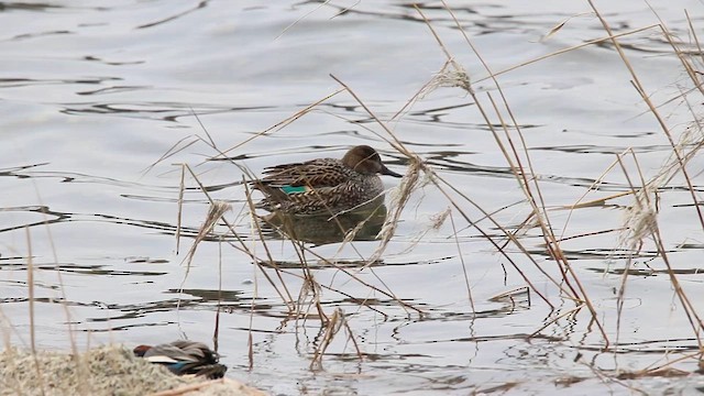 Green-winged Teal - ML615852673