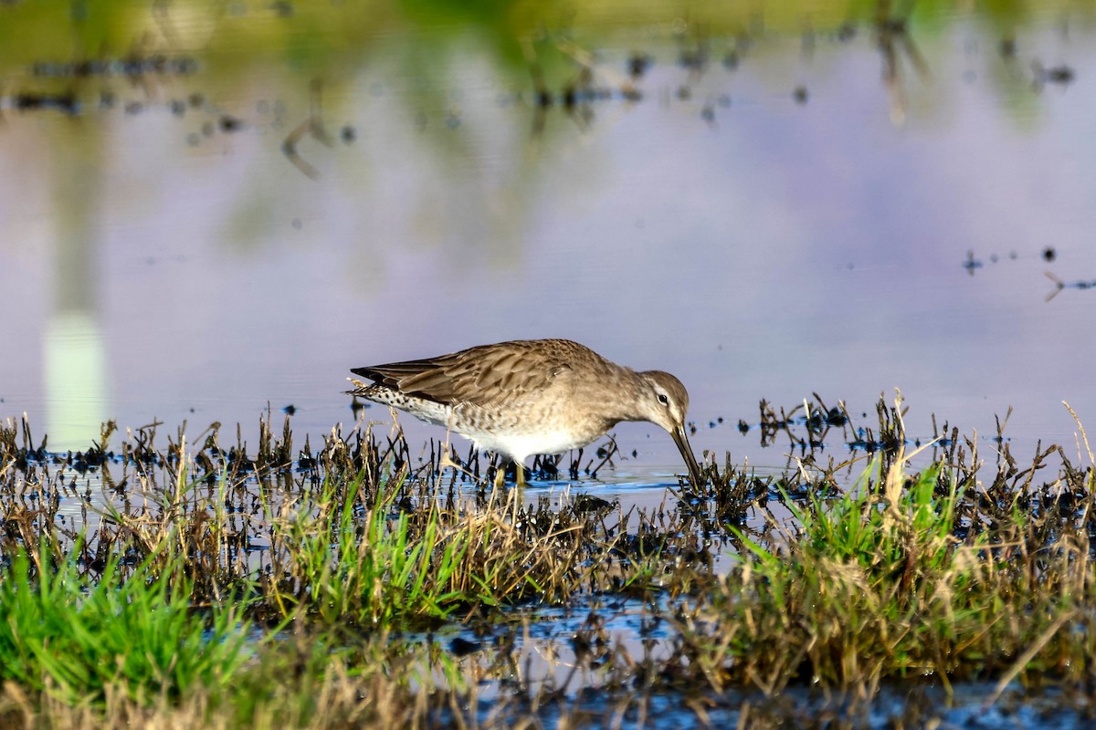 Long-billed Dowitcher - ML615852746