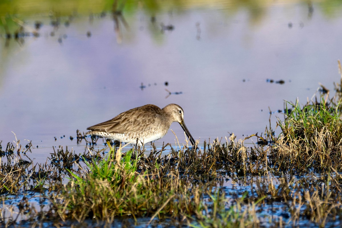 Long-billed Dowitcher - ML615852747