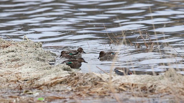 Green-winged Teal - ML615852835
