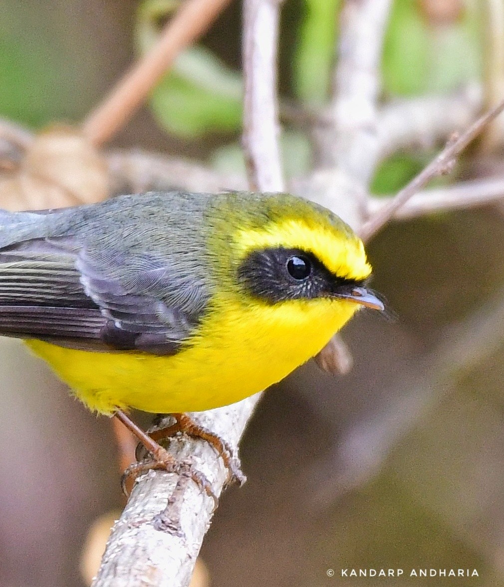 Yellow-bellied Fairy-Fantail - ML615852958