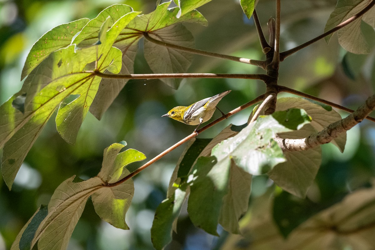 Black-throated Green Warbler - Alex Kistler