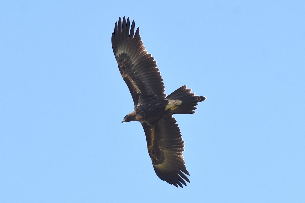 Wedge-tailed Eagle - ML615853144