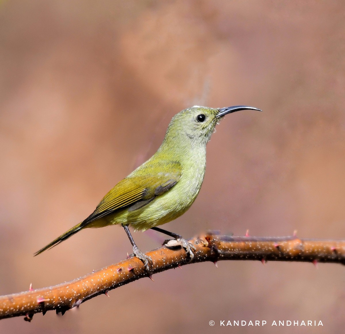 Green-tailed Sunbird - Kandarp  Andharia