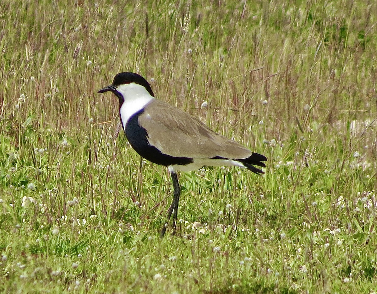 Spur-winged Lapwing - ML615853447