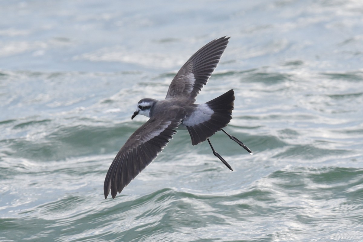 White-faced Storm-Petrel - ML615853468