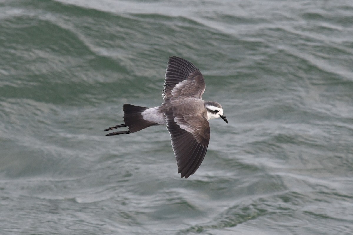 White-faced Storm-Petrel - ML615853469