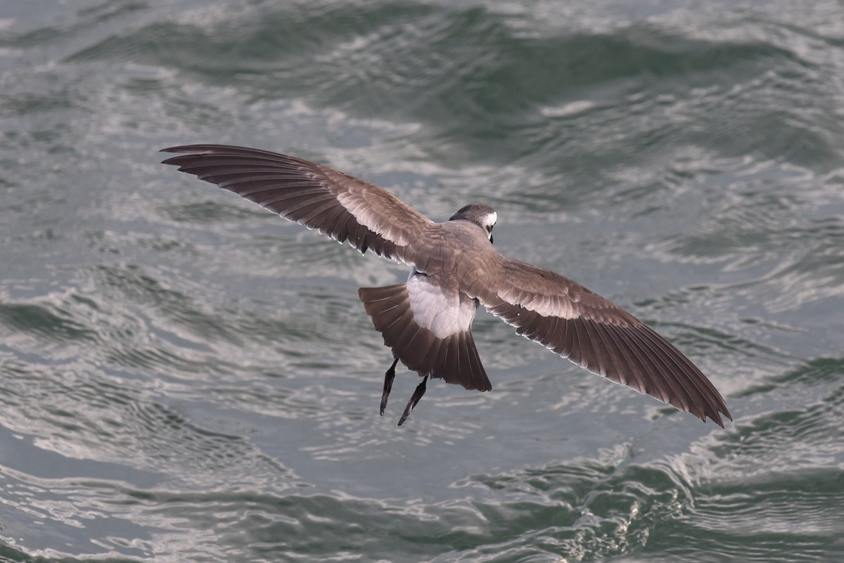 White-faced Storm-Petrel - ML615853470