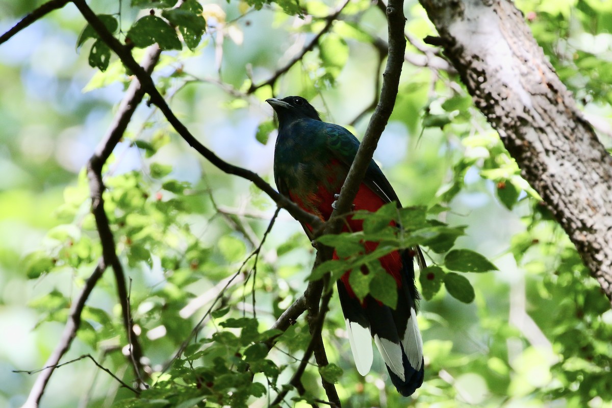 Quetzal oreillard - ML615853572