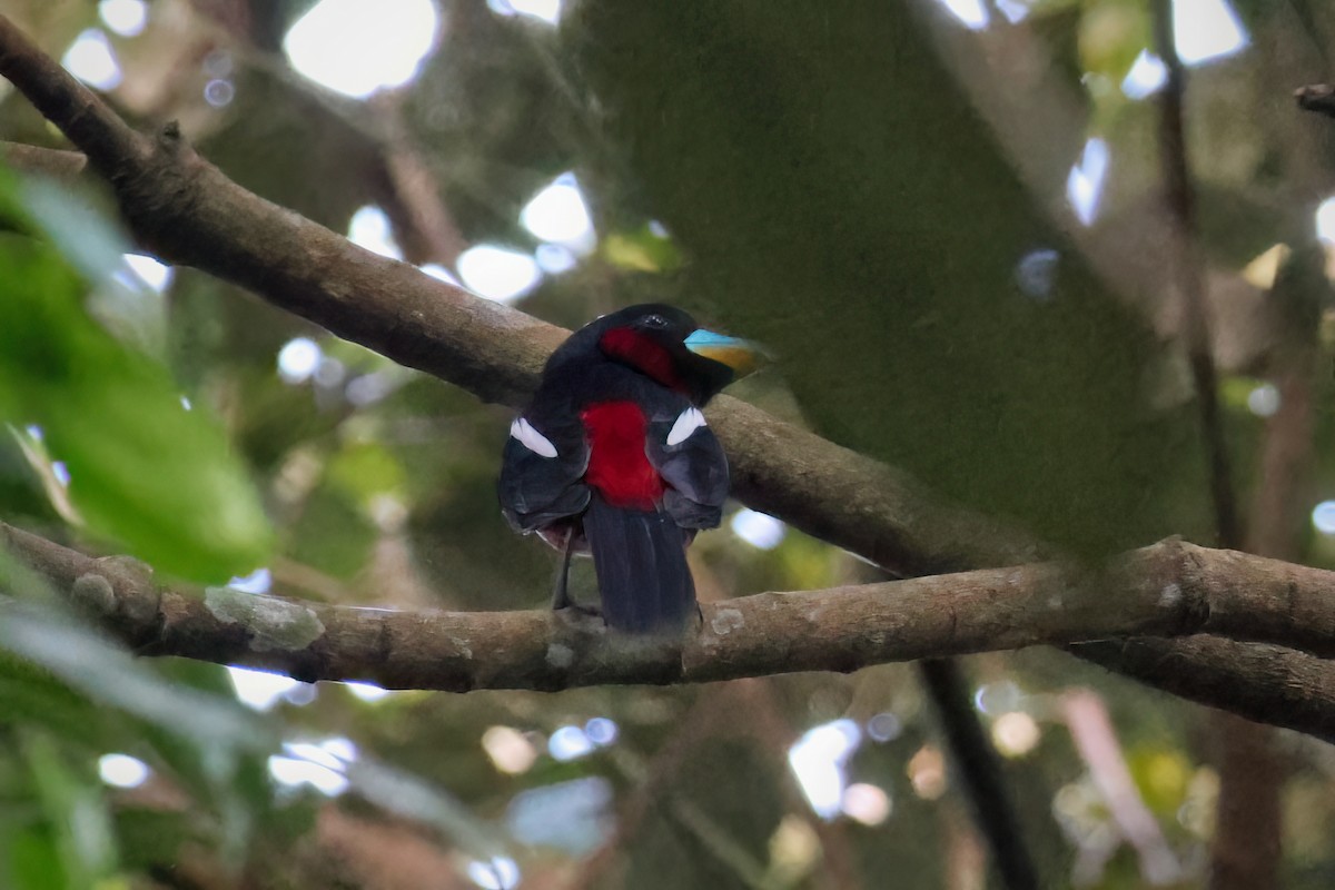 Black-and-red Broadbill (Black-and-red) - Marian W