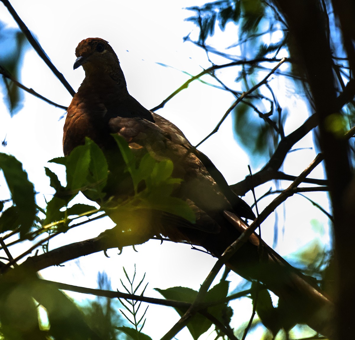 Brown Cuckoo-Dove - ML615853653