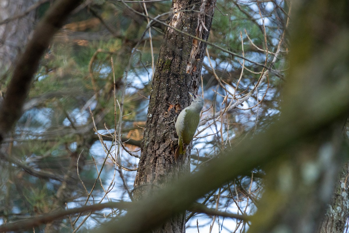 Gray-headed Woodpecker - ML615853818