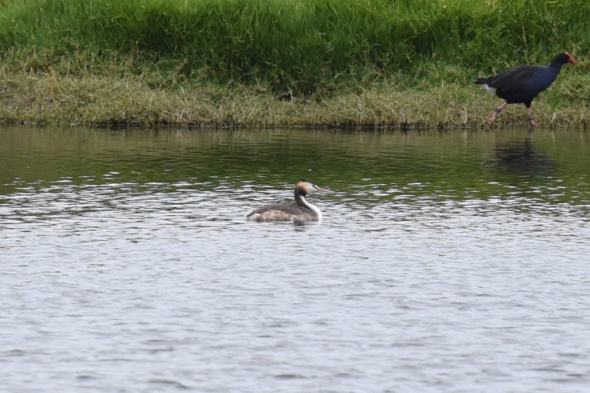 Great Crested Grebe - ML615853876
