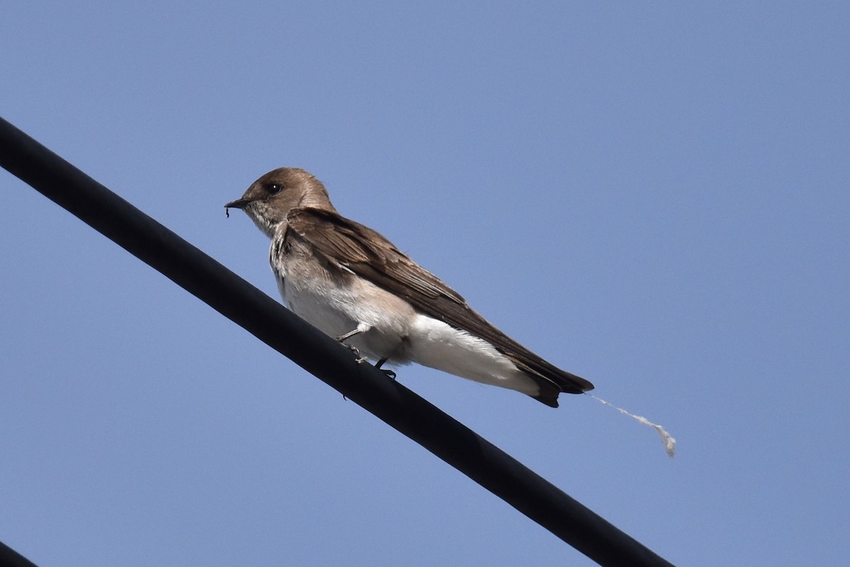 Northern Rough-winged Swallow - Naresh Satyan