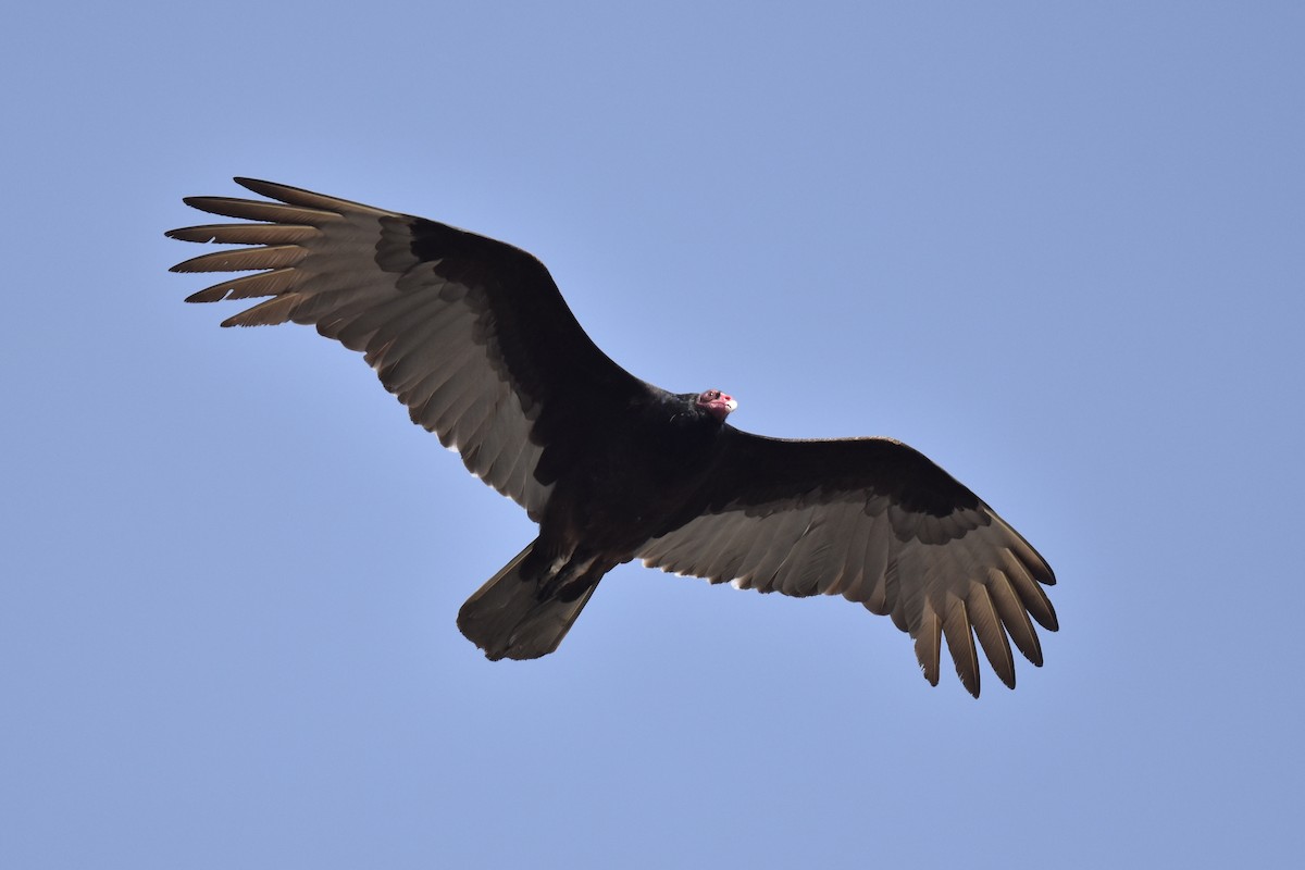 Turkey Vulture - Naresh Satyan
