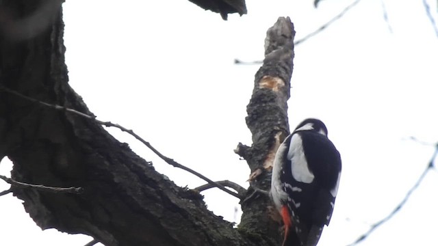 Great Spotted Woodpecker (Great Spotted) - ML615854086