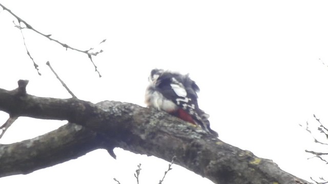 Great Spotted Woodpecker (Great Spotted) - ML615854087