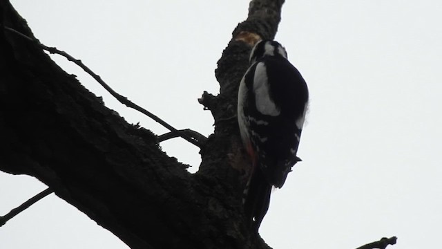 Great Spotted Woodpecker (Great Spotted) - ML615854088