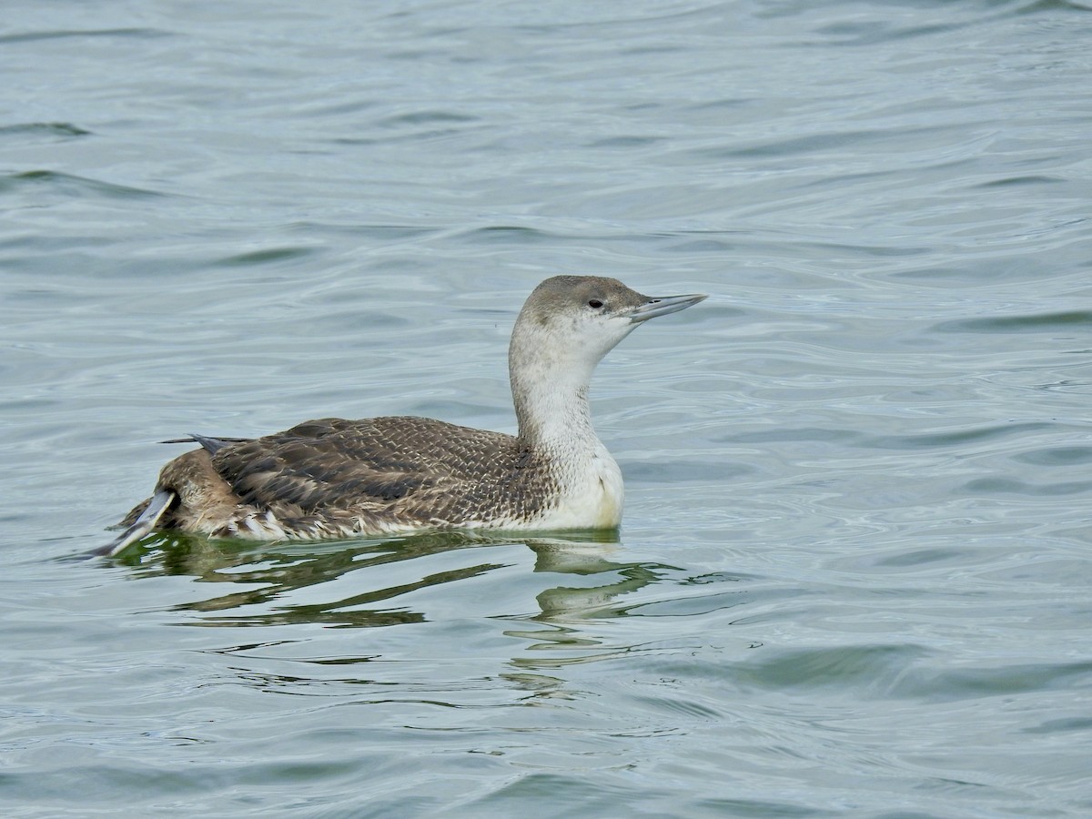 Red-throated Loon - ML615854196