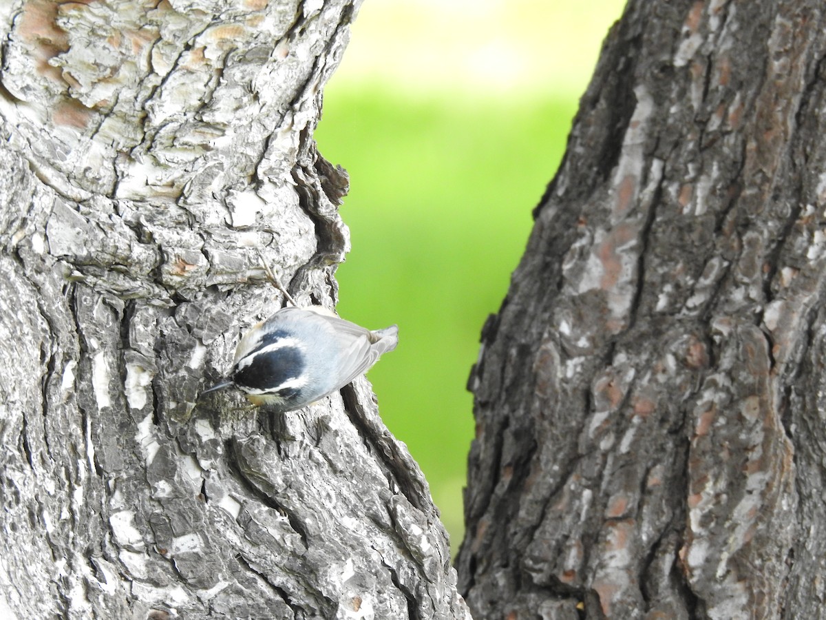 Red-breasted Nuthatch - ML615854207