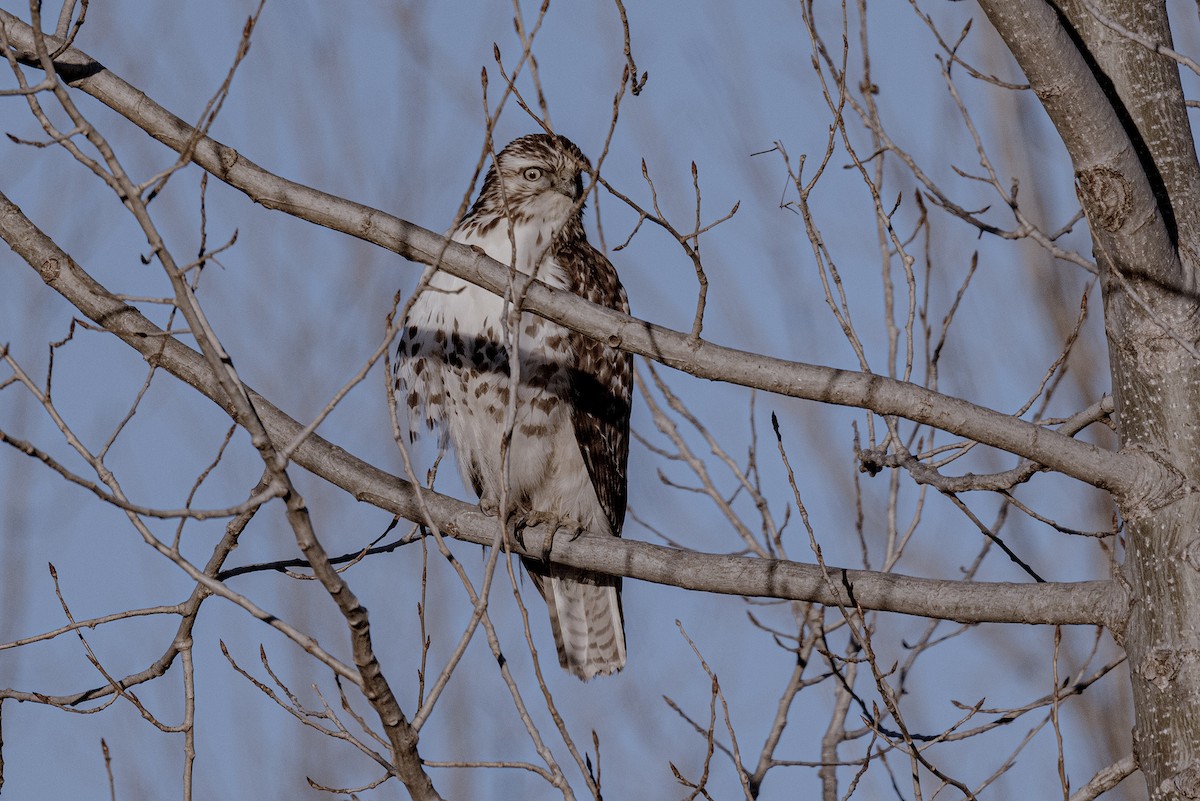 Red-tailed Hawk - ML615854392