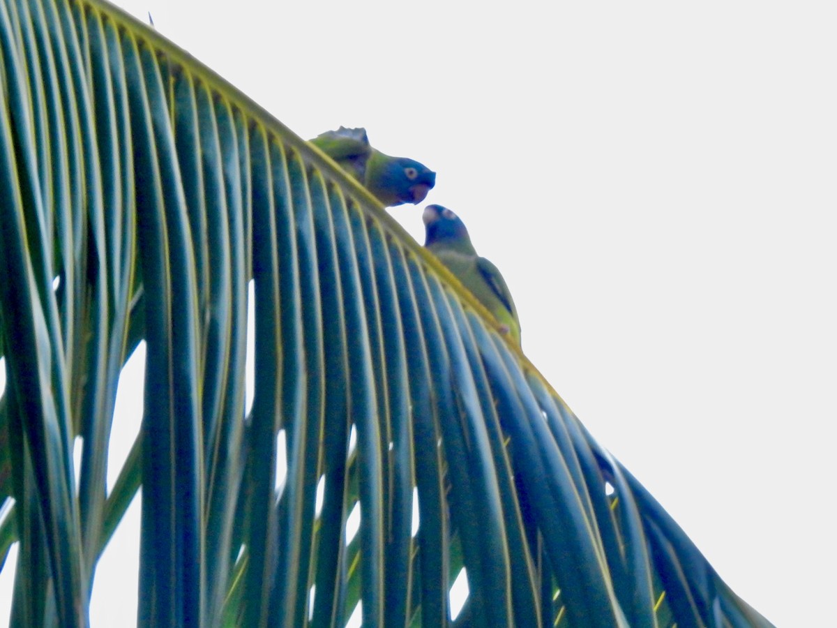 Blue-crowned Parakeet - ML615854436