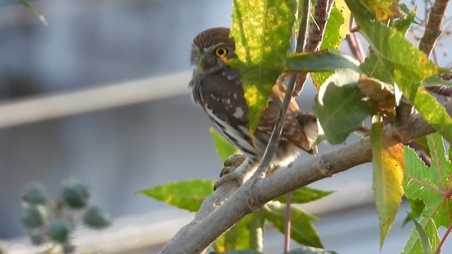 Ferruginous Pygmy-Owl - ML615854615