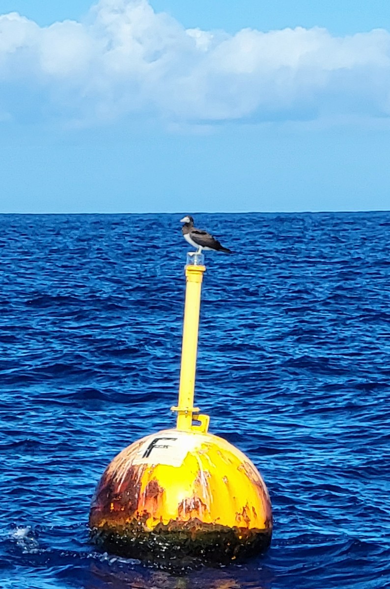 Brown Booby (Forster's) - ML615854621