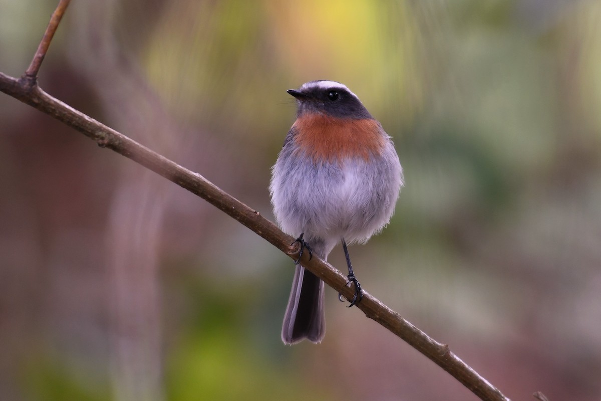 Rufous-breasted Chat-Tyrant - ML615854634