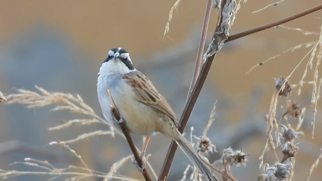 Stripe-headed Sparrow - ML615854647
