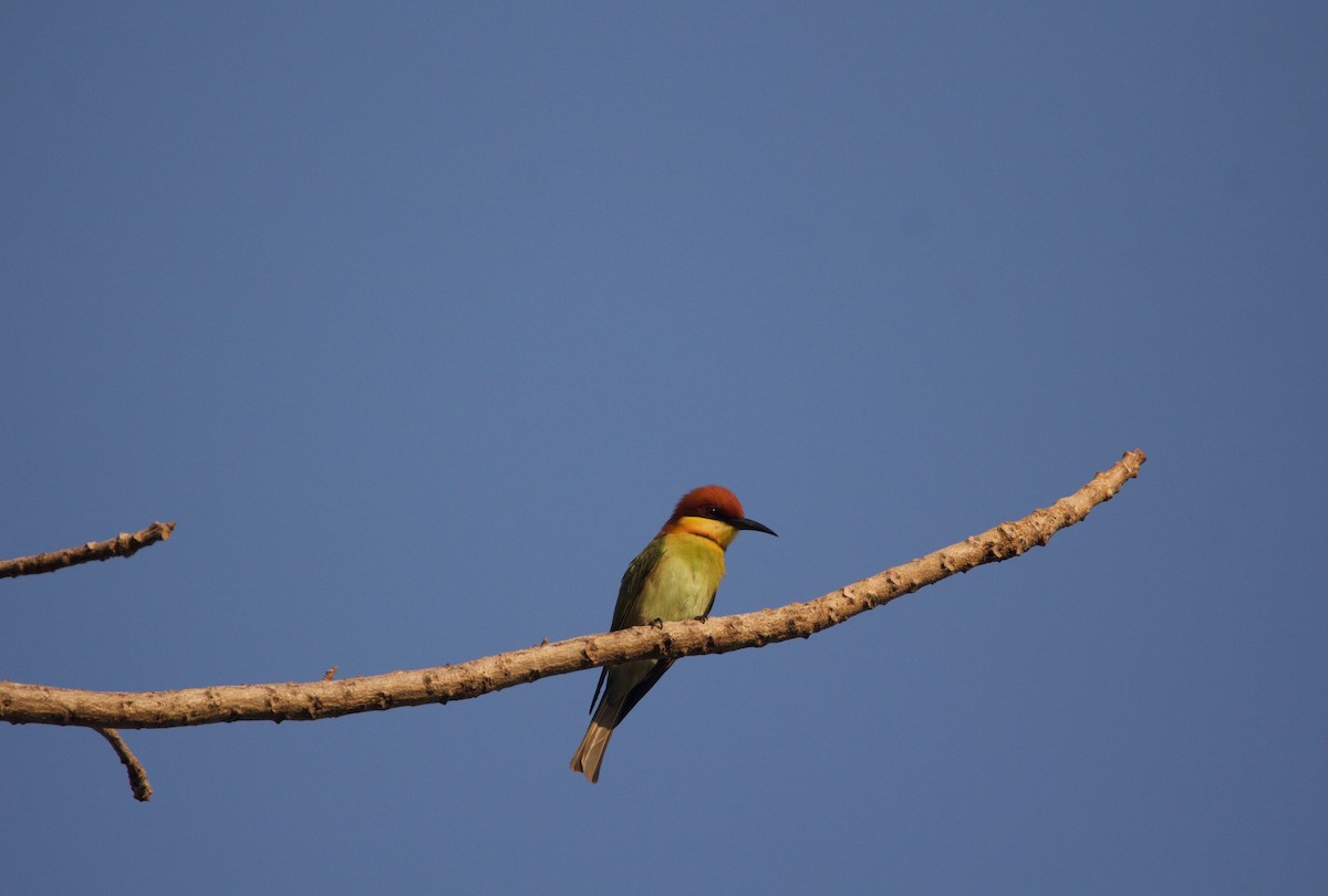 Chestnut-headed Bee-eater - ML615854654