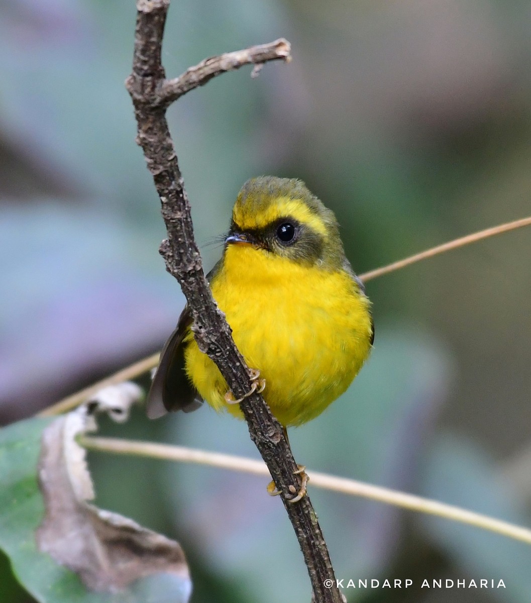 Yellow-bellied Fairy-Fantail - ML615854672