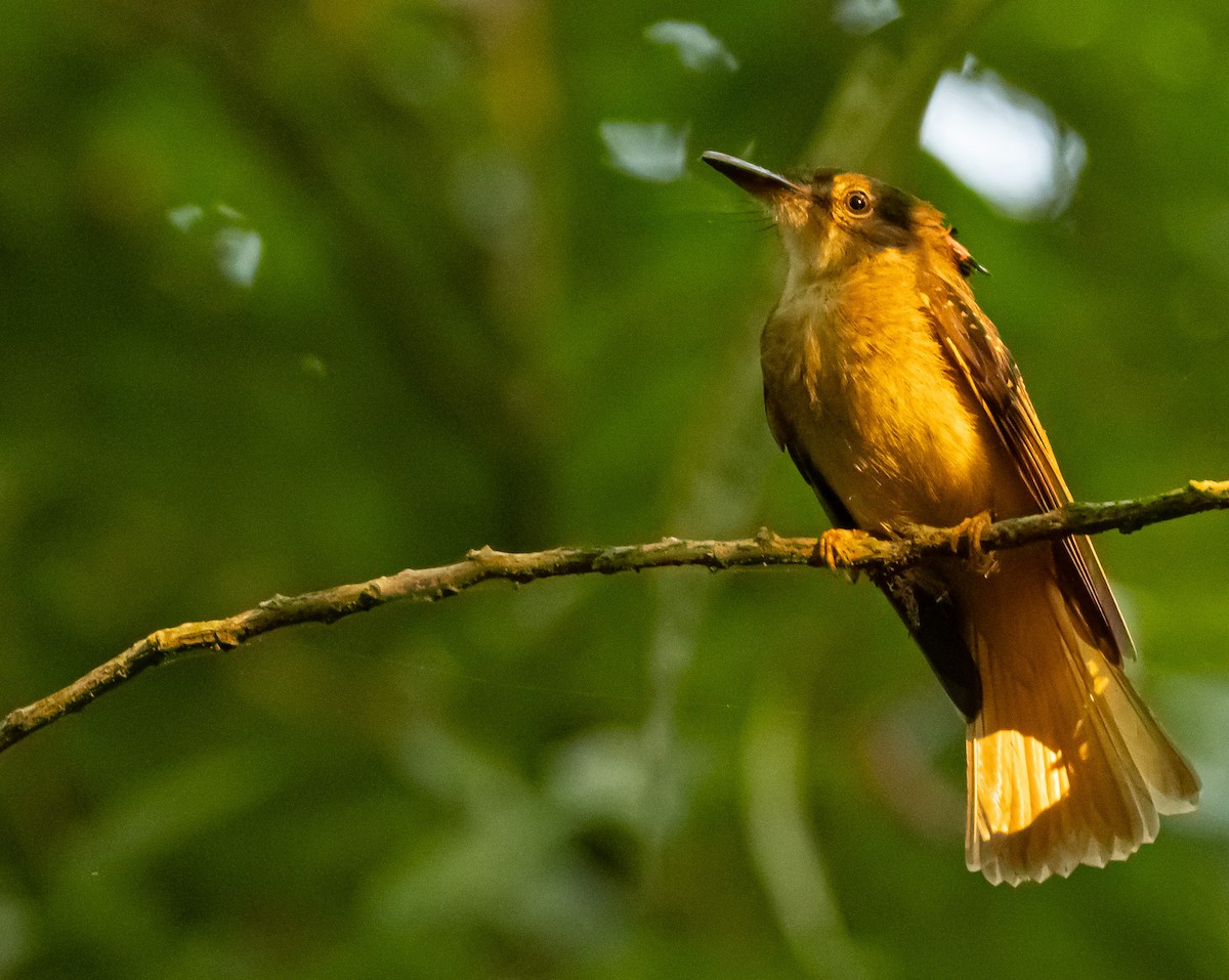 Tropical Royal Flycatcher (Northern) - ML615854684