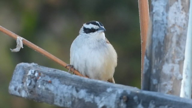 Stripe-headed Sparrow - ML615854737