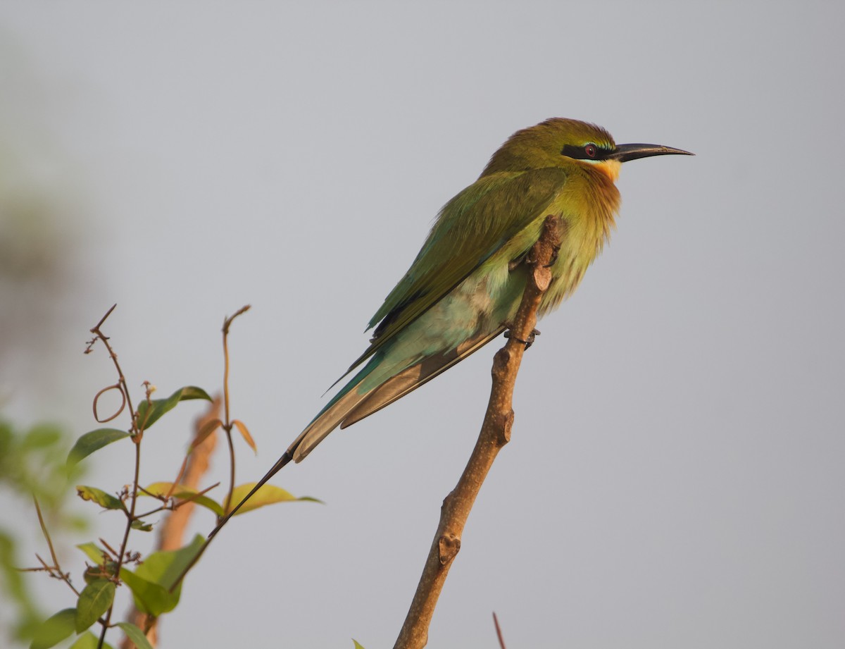 Blue-tailed Bee-eater - ML615854750