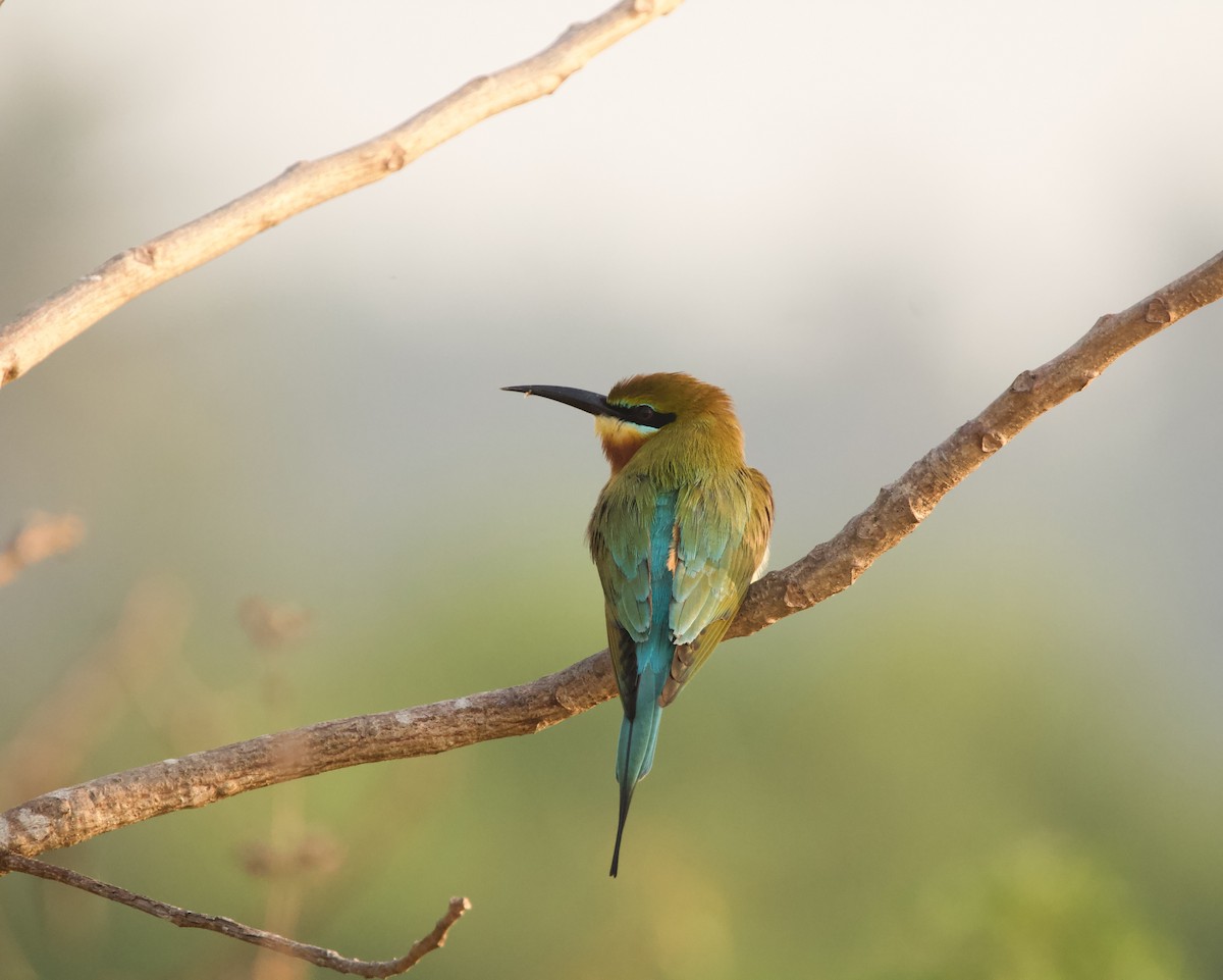 Blue-tailed Bee-eater - ML615854751