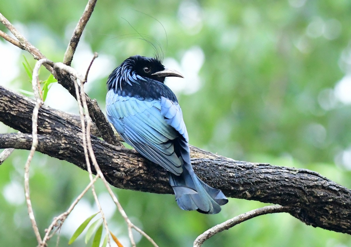 Hair-crested Drongo - ML615854840