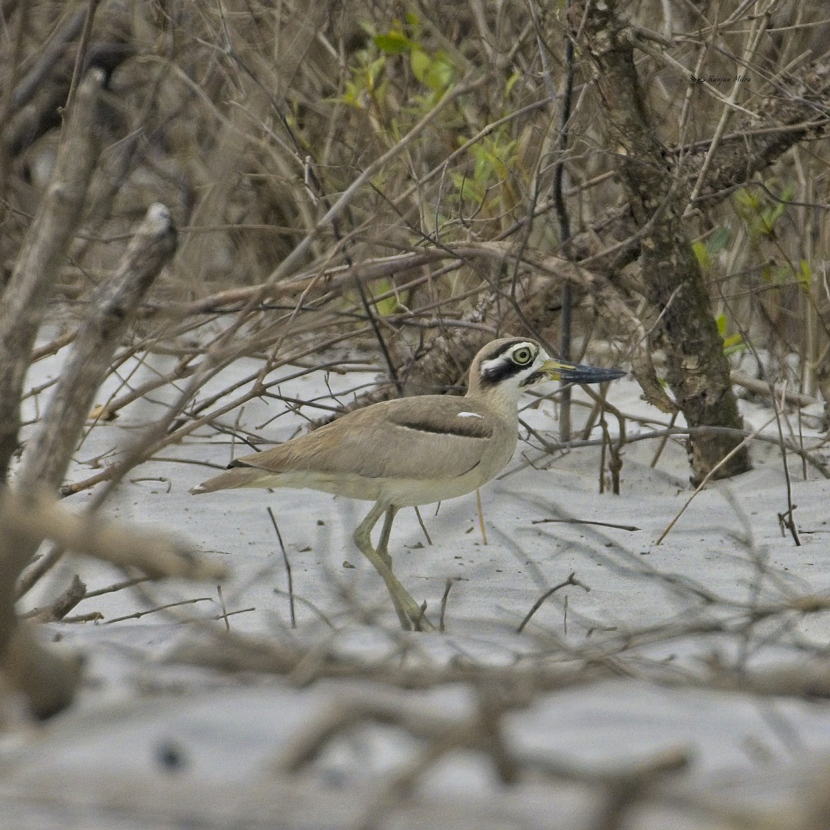 Great Thick-knee - ML615854916