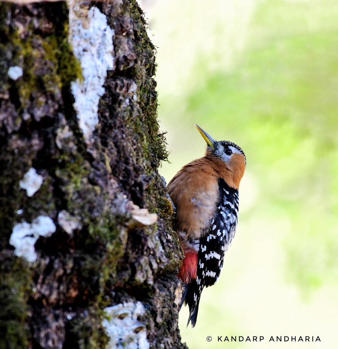 Rufous-bellied Woodpecker - ML615854985