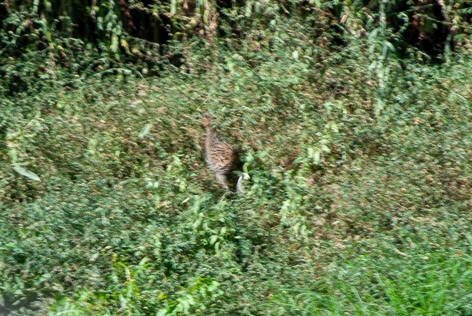 eBird Checklist - 10 Mar 2024 - The Brick Pits Wetlands, Edgells Lane ...