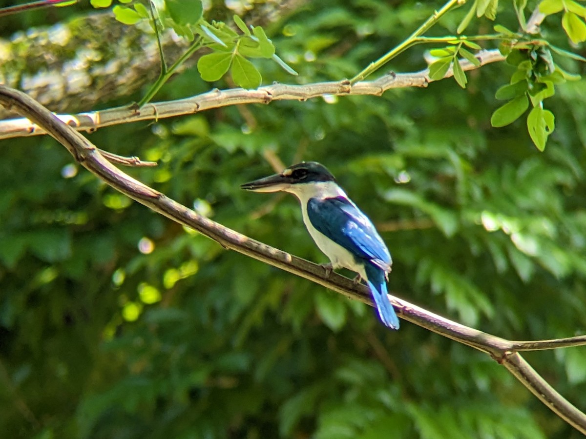 Collared Kingfisher (Oriental) - Nick Hart