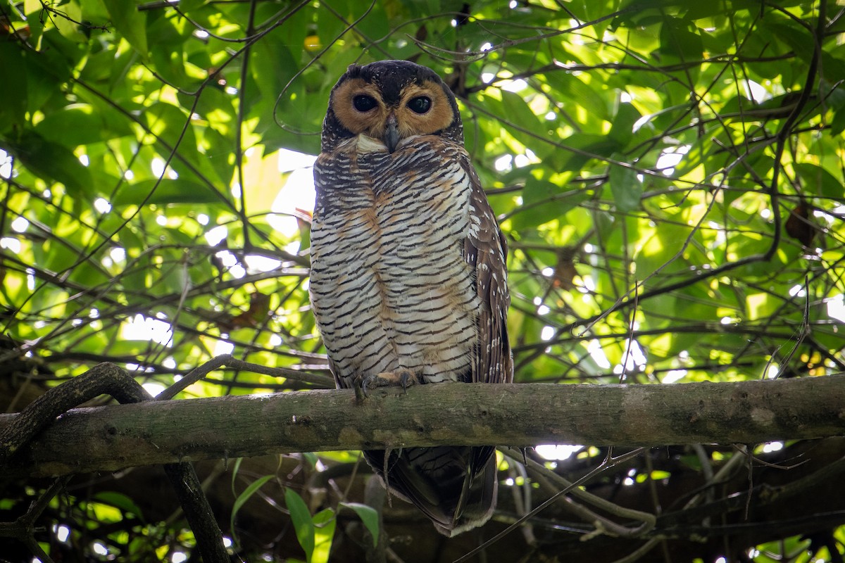Spotted Wood-Owl - ML615855102
