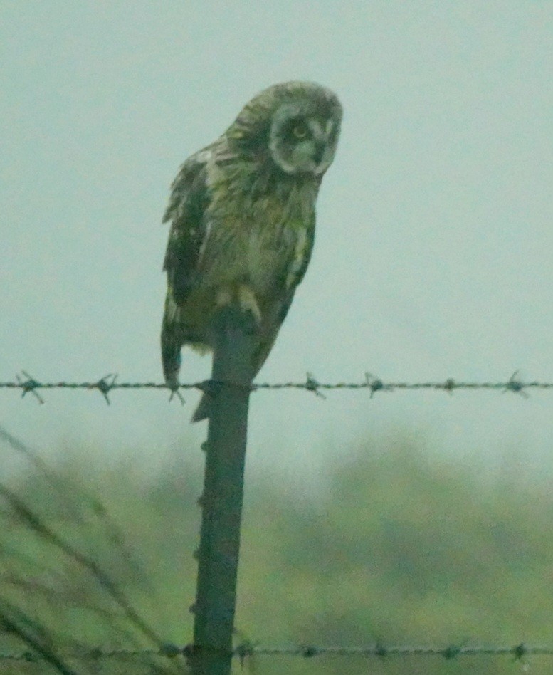 Short-eared Owl (Hawaiian) - ML615855214