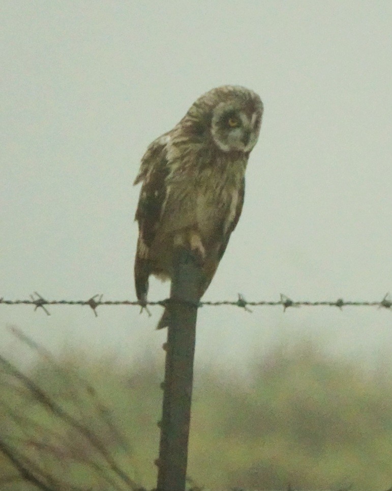 Short-eared Owl (Hawaiian) - kathryn clark
