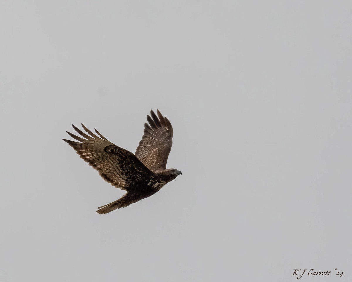 Red-tailed Hawk (Harlan's) - ML615855489
