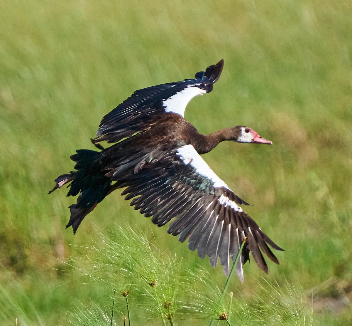 Spur-winged Goose - ML615855568